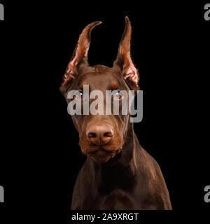 Portrait of Brown Doberman Dog looks Curious on isolated Black background Stock Photo