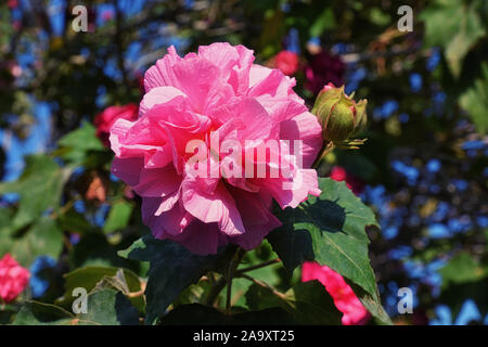 Peony flowers are blooming on green peonies garden background. Stock Photo
