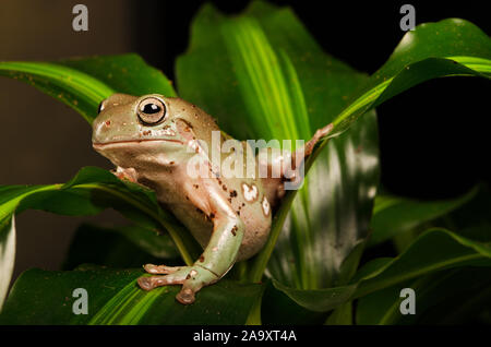 White's Tree Frog (Litoria caerulea) Stock Photo
