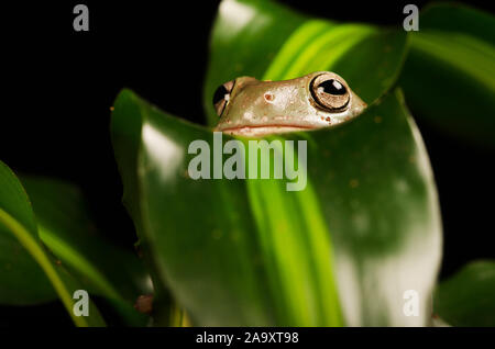 White's Tree Frog (Litoria caerulea) Stock Photo