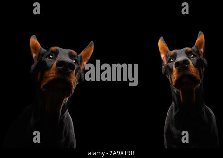 Portrait of Two Doberman Dogs on isolated Black background Stock Photo