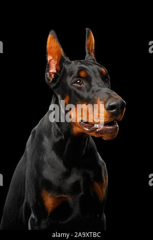 Portrait of Angry Doberman Dog looks menacing on isolated Black background Stock Photo