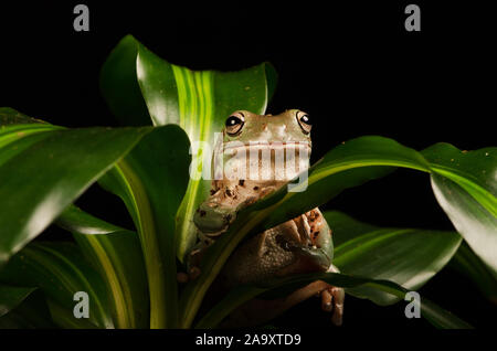 White's Tree Frog (Litoria caerulea) Stock Photo