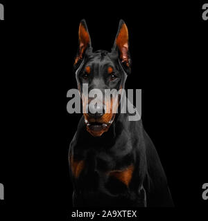 Portrait of Angry Doberman Dog looks menacing on isolated Black background Stock Photo