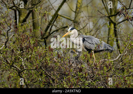 Grey Heron / Graureiher ( Ardea cinerea ), adult with young chicks, offspring in its nest, wildlife, Europe. Stock Photo