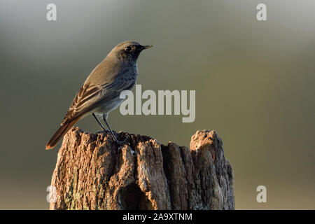 Black Redstart ( Phoenicurus ochruros), male in winter dress, perched on top of a fence pole during migration in autumn, fall, wildlife, Europe. Stock Photo