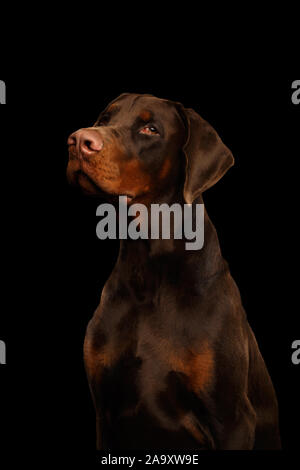 Portrait of Brown Doberman Dog looks Adorable on isolated Black background Stock Photo