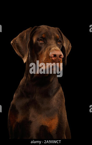Portrait of Brown Doberman Dog looks Adorable on isolated Black background Stock Photo