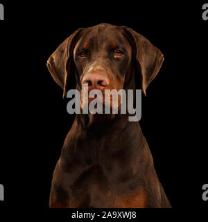 Portrait of Brown Doberman Dog looks Adorable on isolated Black background Stock Photo