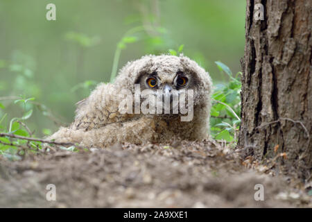 Eurasian Eagle Owl ( Bubo bubo ) young chick, jumped out of / left its nest, still unfledged, sitting on the ground, watching, looks funny, wildlife Stock Photo