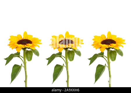 Three sunflowers on a white background Stock Photo