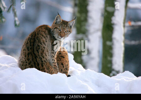 Luchs im Winterwald; Lynx in winter forest; Lynx lynx; Bayerischer Wald, Deutschland Stock Photo