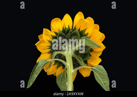 Back of a sunflower on a dark background Stock Photo
