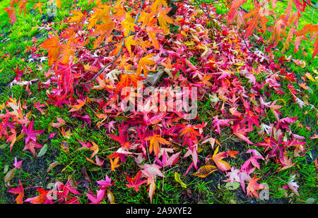 Autumn leaves Stock Photo