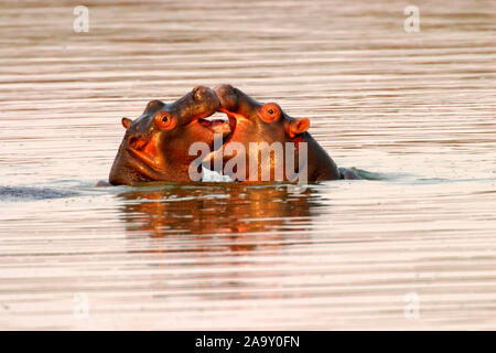 kämpfende Flusspferde im Wasser; fighting hippopotamus in water; Hippopotamus amphibius; Krüger NP, Südafrika Stock Photo