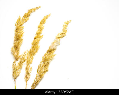 dried blades of grass isolated on white background Stock Photo