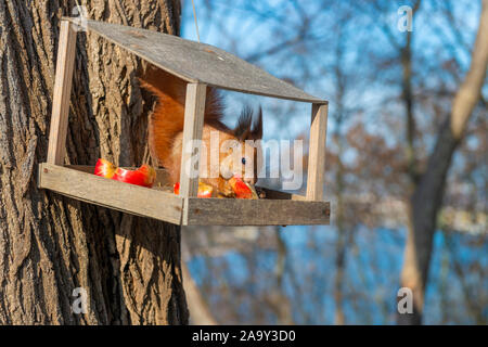 Cute red squirrel eats food in the bird feeder. Wild animal survival in urban eviroment Stock Photo