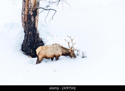 Majestic male Bull elk (Cervus canadens) also known as Wapiti grazing on the snow-covered hillside in Yellowstone National park. Stock Photo