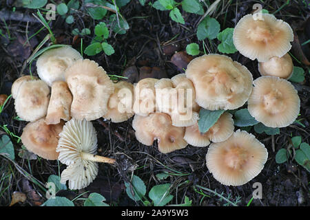 Marasmius oreades, known as the Scotch bonnet, fairy ring mushroom or fairy ring champignon, wild edible mushroom from Finland Stock Photo