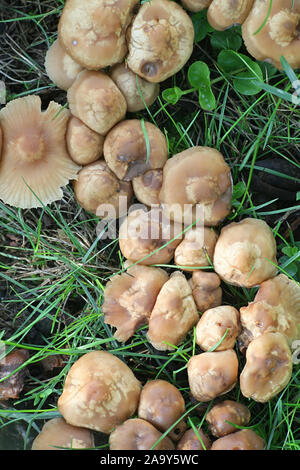 Marasmius oreades, known as the Scotch bonnet, fairy ring mushroom or fairy ring champignon, wild edible mushroom from Finland Stock Photo