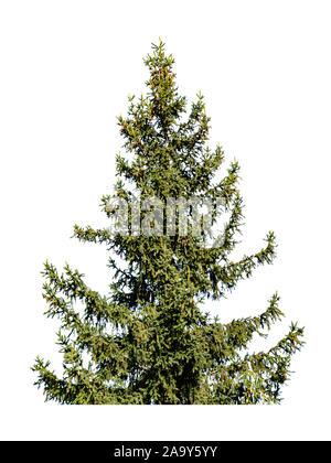 Christmas tree with cones isolated on white background Stock Photo