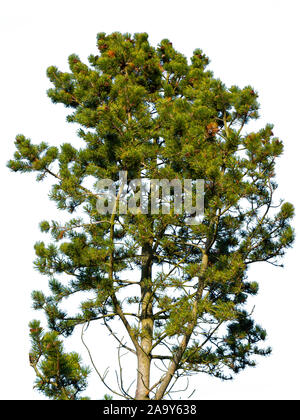 Pine tree isolated on white background Stock Photo