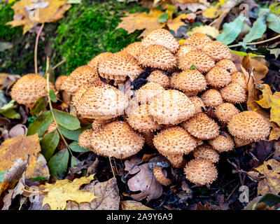 Hedgehog on a tree stump in a forest in autumn Stock Photo