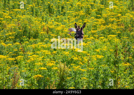 Donkey walking through tall yellow wildflowers in summertime in Northern Ireland Stock Photo