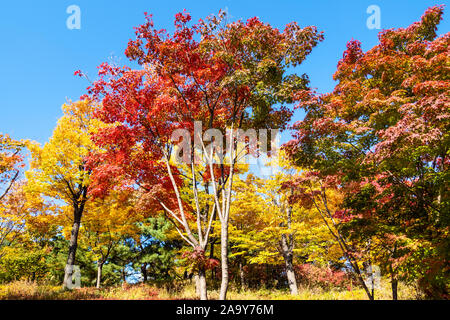 travel to South Korea - multi-colored maple trees (Japanese Maple, Acer Palmatum) in Namsan Park in Seoul city on sunny autumn day Stock Photo