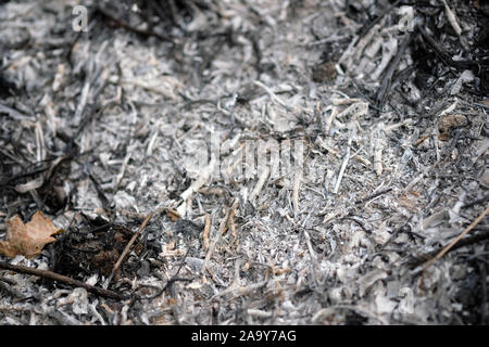 Ashes from burnt tree branches selective focus. Extinguished bonfire. Fresh ashes from a burned bonfire background. Residues after the fire. Stock Photo