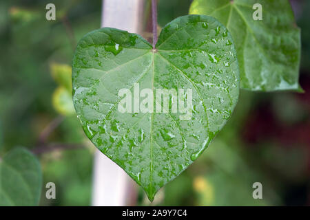 Green glorybind leaf in the shape of a heart. Wet leaf morning glory after rain. Curly plants of Ipomoea on the pipe. Stock Photo