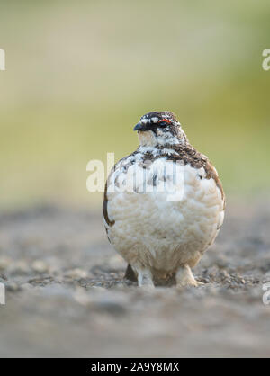 A male Ptarmigan (Lagopus muta) taken in Iceland during the summer Stock Photo