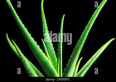 Aloe Vera leaf closeup on black background. Aloevera close-up for cosmetics, beauty, alternative medicine. Skin care moisturizing concept of natural organic plant. Stock Photo