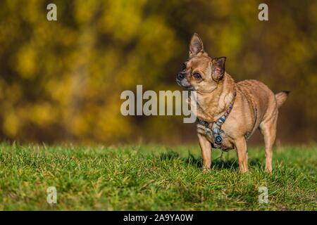 Portrait of funny looking small beige Chihuahua dog with harness standing on green grass. Blurry yellow and brown background. Sunny autumn day. Stock Photo