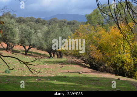 Open oak woodland (dehesas) in Azuel, Sierra Morena (Andalusia, Southern Spain), one of the last strongholds of the Iberian lynx Stock Photo