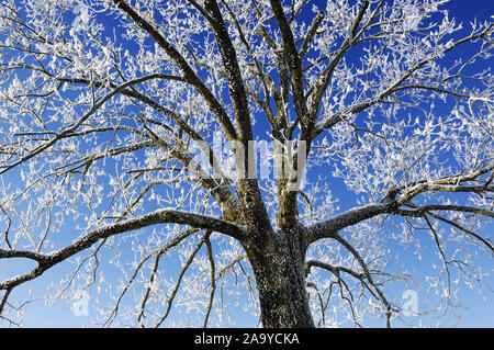 Linde (Tilia), Hirzel, Schweiz, Europa Stock Photo