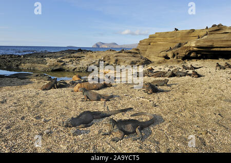 Bucht von Puerto Egas mit Meerechsen (Amblyrhynchus cristatus) im Vordergrund, Insel Santiago, Galapagos, Ecuador, Südamerika Stock Photo