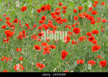 Klatsch-Mohn, Mohnblumen, (Papaver rhoeas), Stock Photo