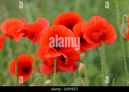 Klatsch-Mohn, Mohnblumen, (Papaver rhoeas), Stock Photo