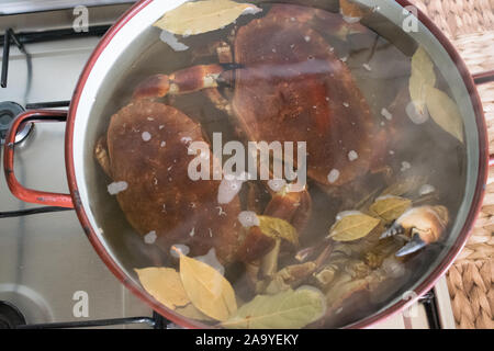Cooking crabs in a pot with boiling water and bay leaves Stock Photo