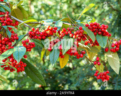 Bright red berries and green leaves in a rowan or mountain ash tree, Sorbus spp. Stock Photo