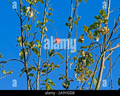 Single ripe red apple on a branch of an apple tree with green leaves against a blue sky background Stock Photo