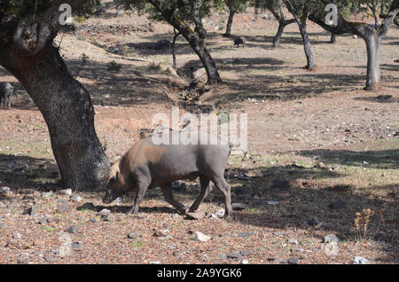 Iberico free-ranging pigs foraging in a dehesa in Azuel (Cordoba province, Southern Spain) Stock Photo