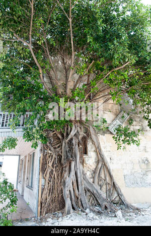 The exotic tree growing on a wall of an abandoned house in Nassau city (Bahamas). Stock Photo