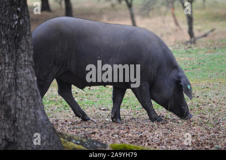 Iberico free-ranging pigs foraging in a dehesa in Azuel (Cordoba province, Southern Spain) Stock Photo