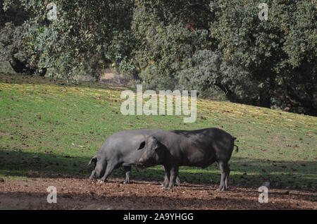 Iberico free-ranging pigs foraging in a dehesa in Azuel (Cordoba province, Southern Spain) Stock Photo