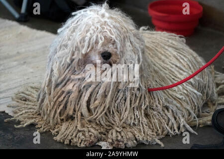 rasta dog portrait looking at you Stock Photo