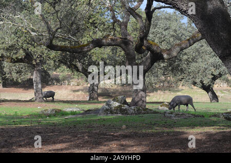 Iberico free-ranging pigs foraging in a dehesa in Azuel (Cordoba province, Southern Spain) Stock Photo