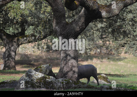 Iberico free-ranging pigs foraging in a dehesa in Azuel (Cordoba province, Southern Spain) Stock Photo