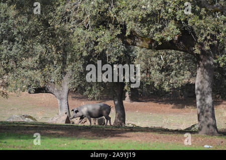 Iberico free-ranging pigs foraging in a dehesa in Azuel (Cordoba province, Southern Spain) Stock Photo